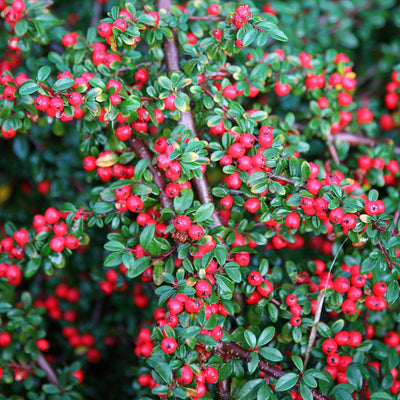 COTONEASTER franchetii