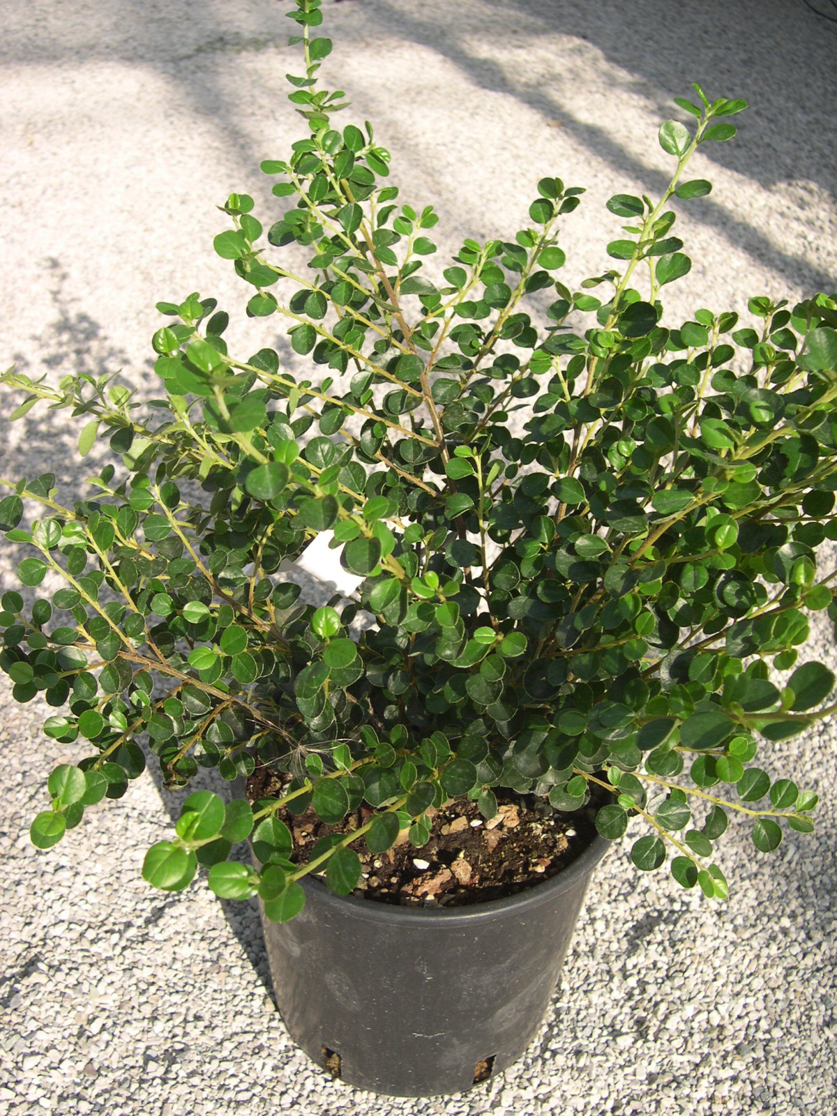 COTONEASTER horizontalis