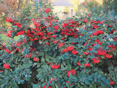 COTONEASTER lacteus