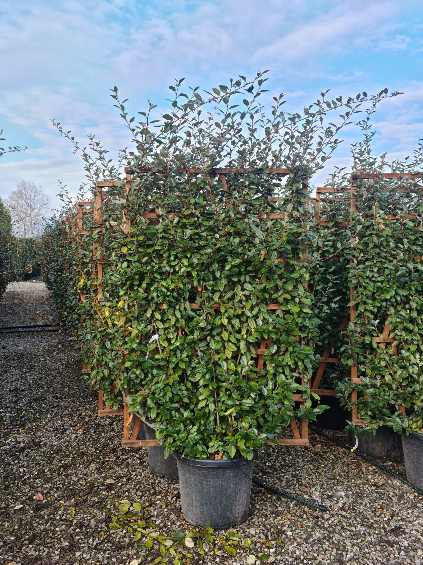 ELAEAGNUS x ebbingei 'Compacta'