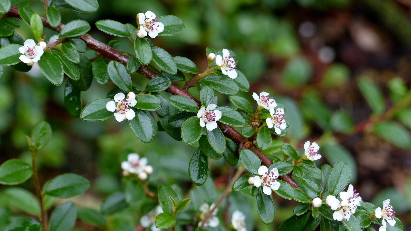 COTONEASTER x suecicus 'Skogholm'