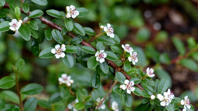 COTONEASTER x suecicus 'Skogholm'