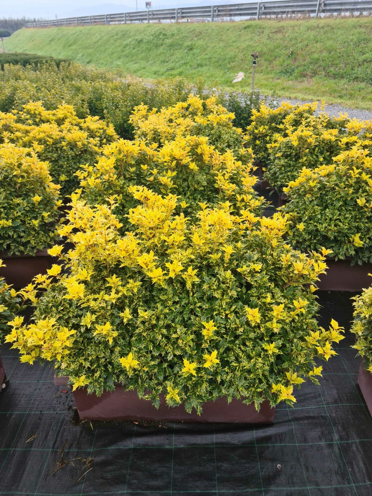 OSMANTHUS heterophyllus 'Variegatus'