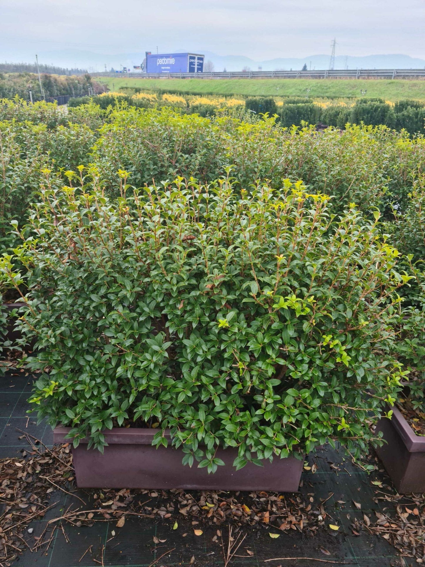 OSTRYA carpinifolia