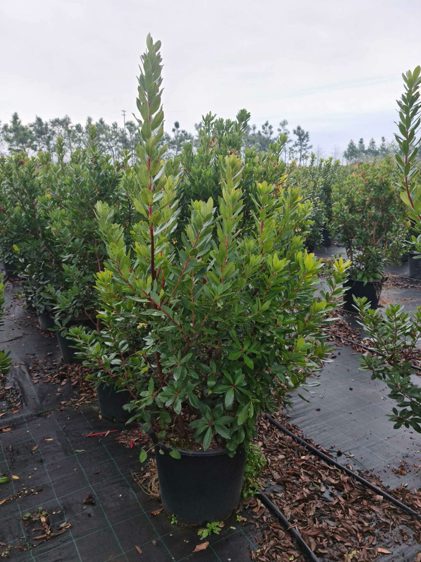 ARBUTUS unedo 'Compacta'