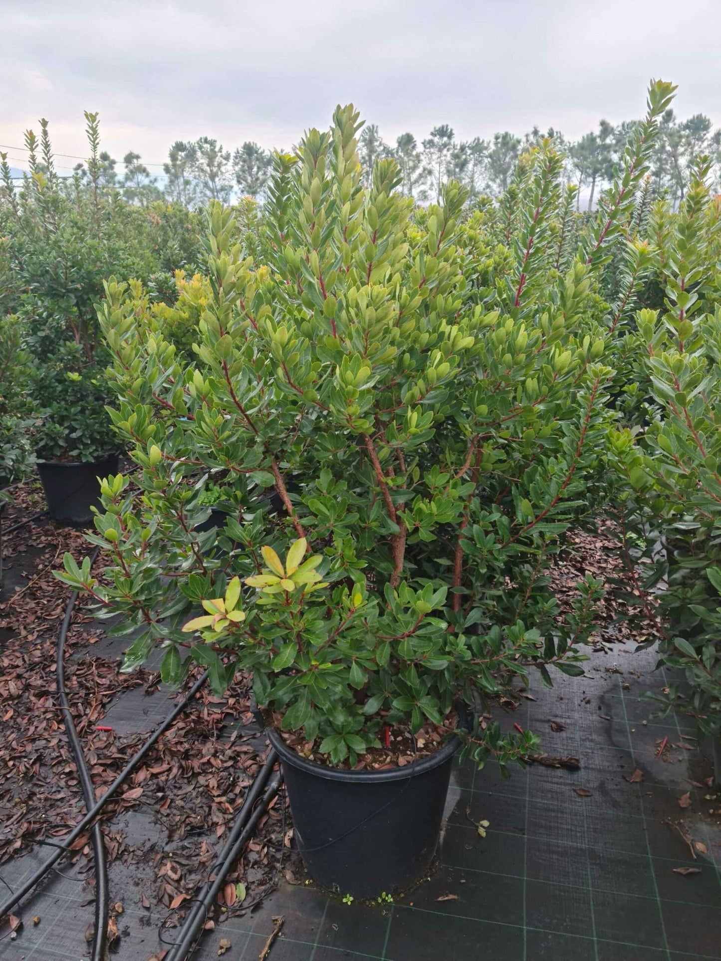 ARBUTUS unedo 'Compacta'