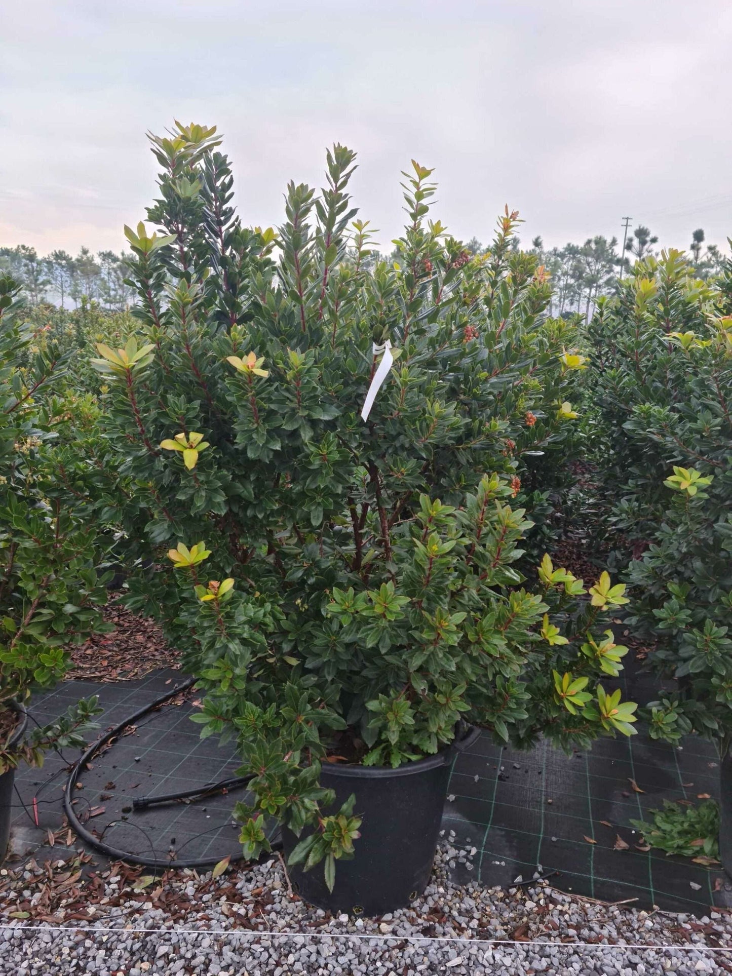ARBUTUS unedo 'Compacta'