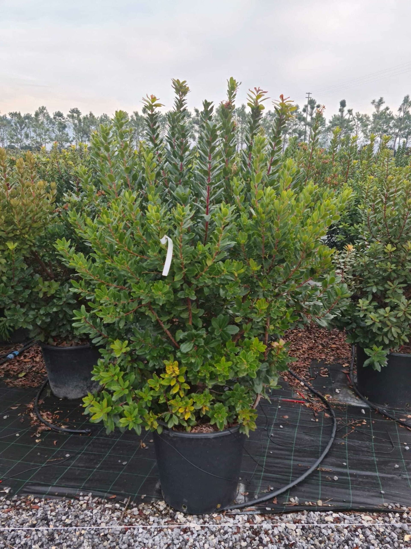 ARBUTUS unedo 'Compacta'