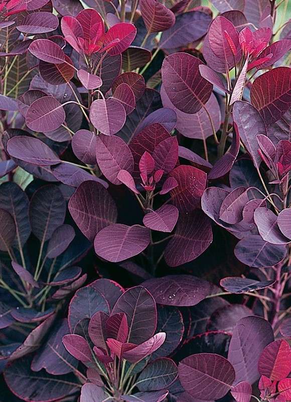 COTINUS coggygria 'Lilla'