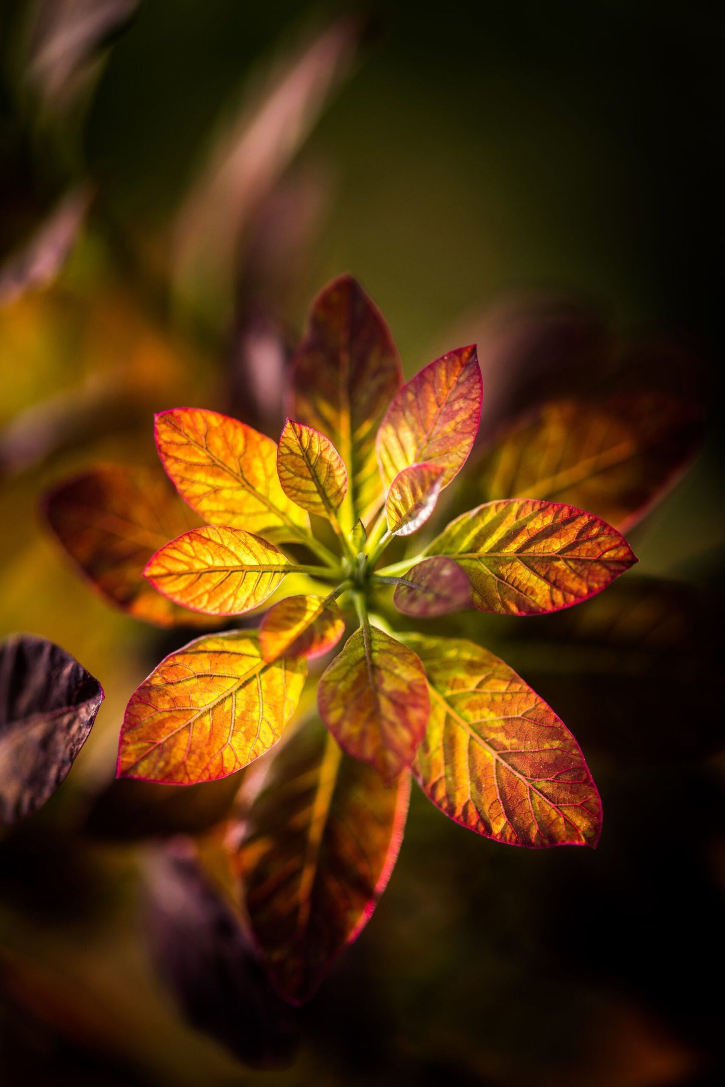 COTINUS coggygria 'Royal Purple'