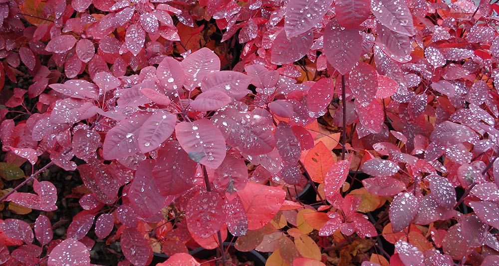 COTINUS x 'Grace'