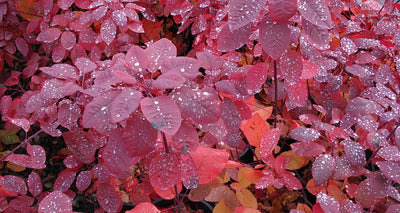 COTINUS x 'Grace'