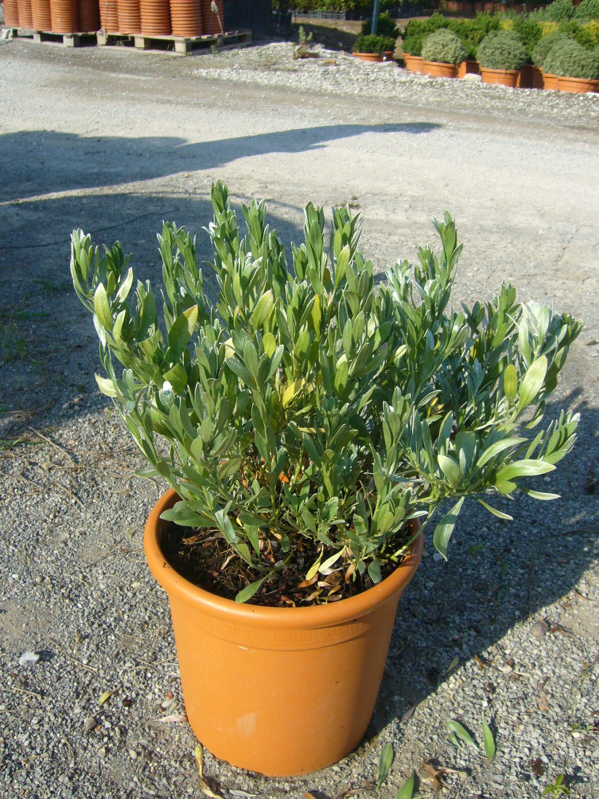 CONVOLVULUS cneorum