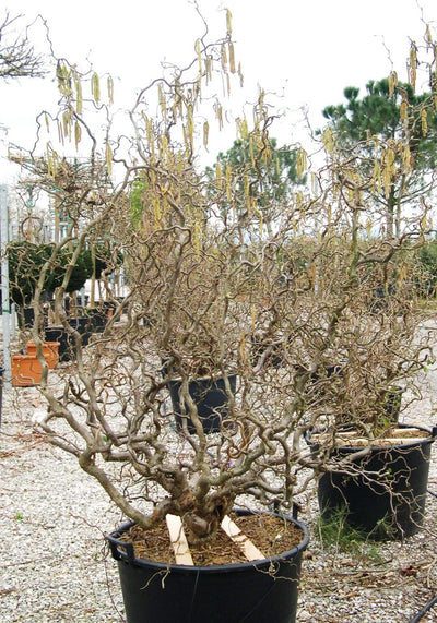 CORYLUS avellana 'Contorta'