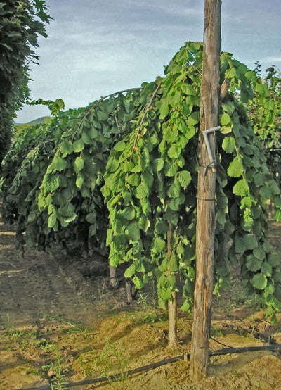 CORYLUS avellana 'Pendula'