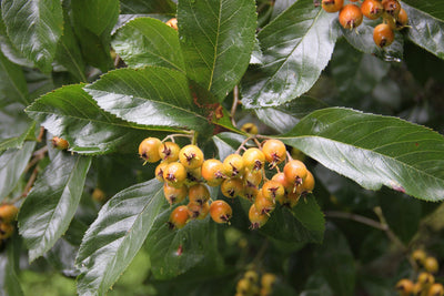 CRATAEGUS x lavallei 'Carrierei'