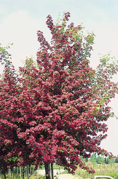 CRATAEGUS laevigata' Paul's Scarlet'