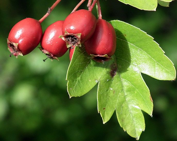 CRATAEGUS monogyna