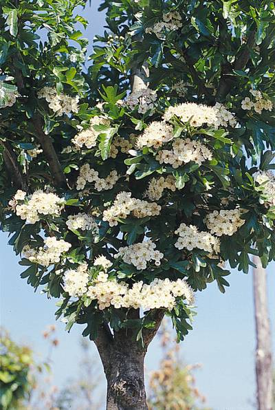 CRATAEGUS monogyna 'Stricta'