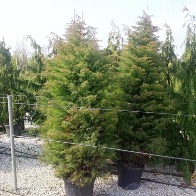 CRYPTOMERIA japonica 'Elegans'