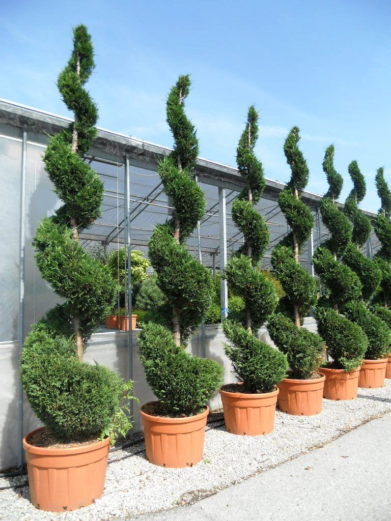 CUPRESSOCYPARIS leylandii