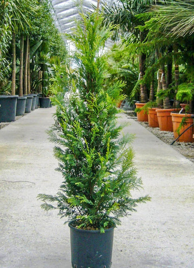 CUPRESSOCYPARIS leylandii 'Excalibur Gold' ®
