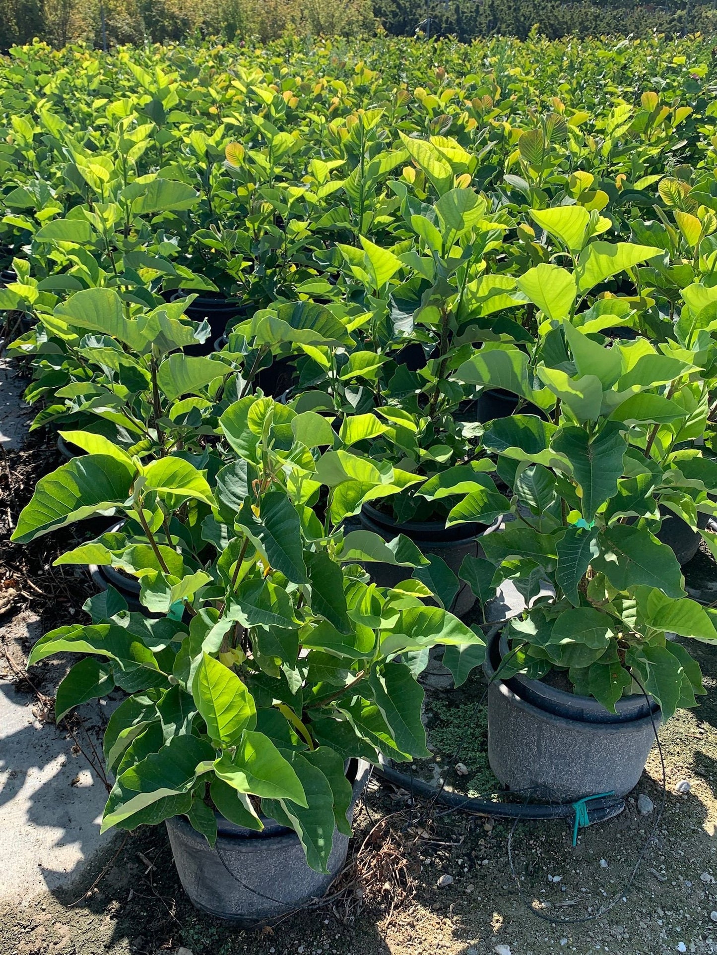 MAGNOLIA x ‘Satisfaction’