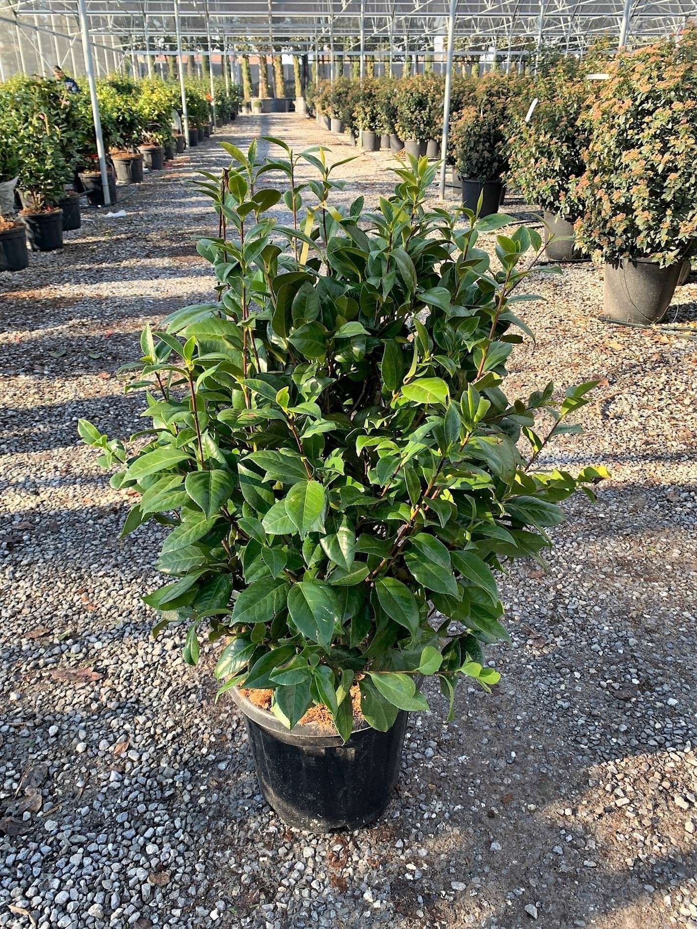 CAMELLIA japonica 'Black Lace'