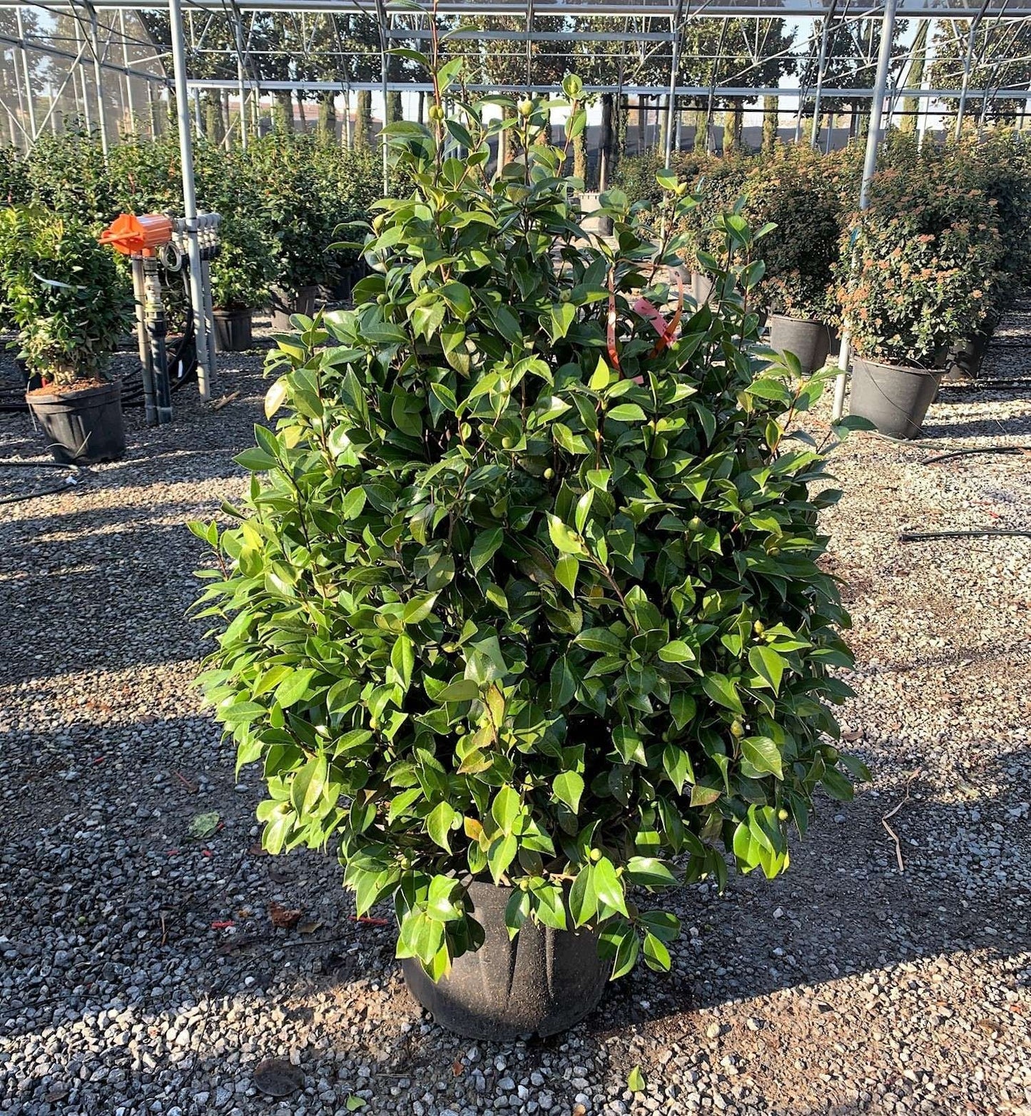 CAMELLIA japonica 'Black Lace'