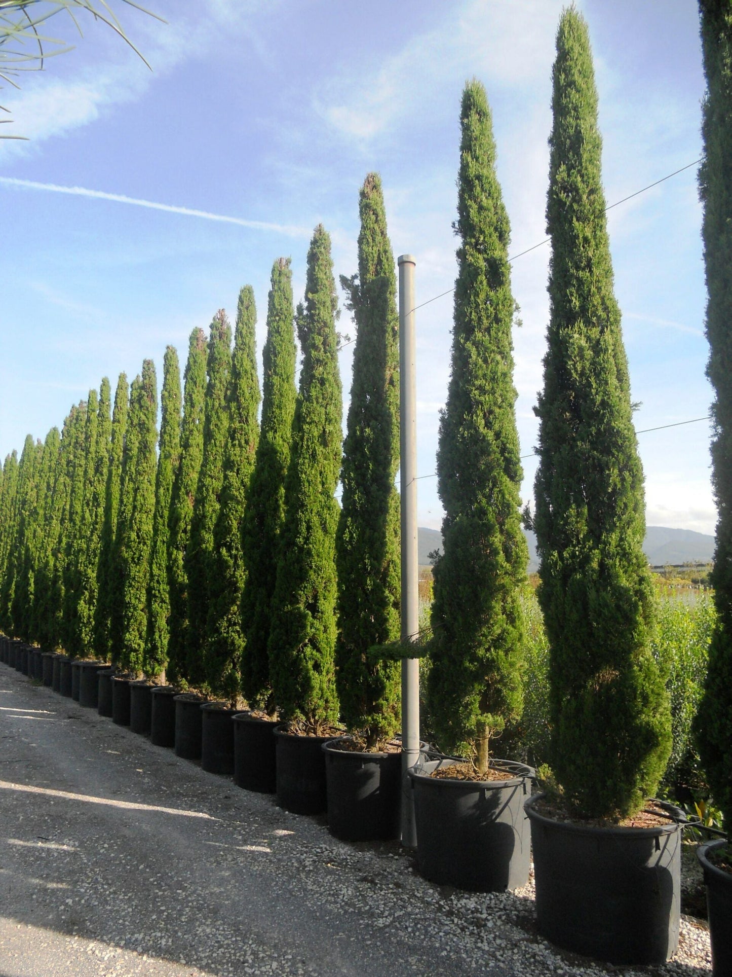 CUPRESSUS sempervirens 'Totem'