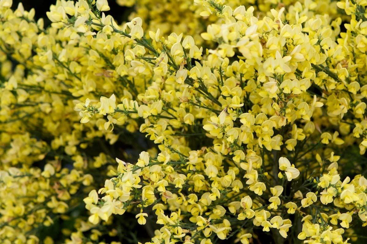 CYTISUS x praecox 'Allgold'