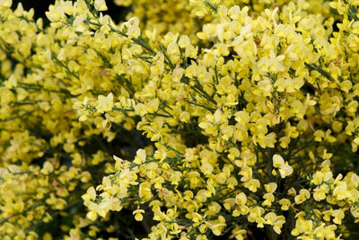 CYTISUS x praecox 'Allgold'