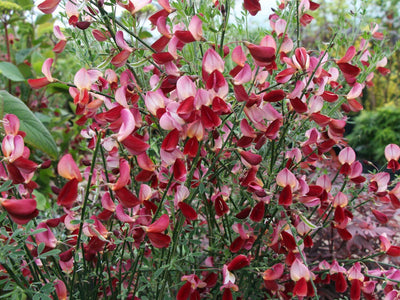 CYTISUS x praecox 'Hollandia'