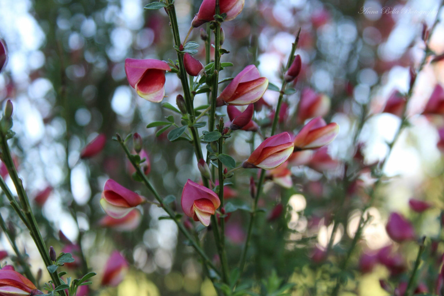 CYTISUS x praecox 'Burkwoodii'
