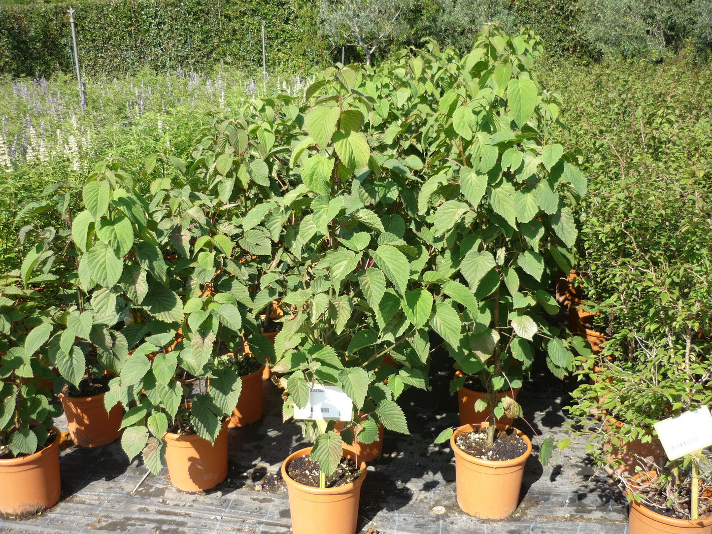 DAVIDIA involucrata