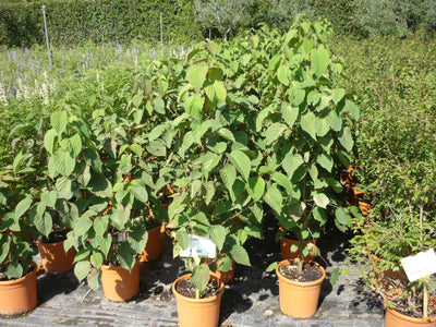 DAVIDIA involucrata