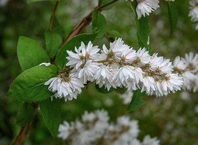 DEUTZIA scabra