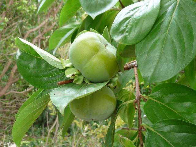 DIOSPYROS KAKI 'Muscat'