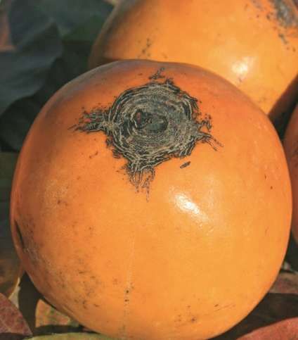 DIOSPYROS KAKI 'Vaniglia'