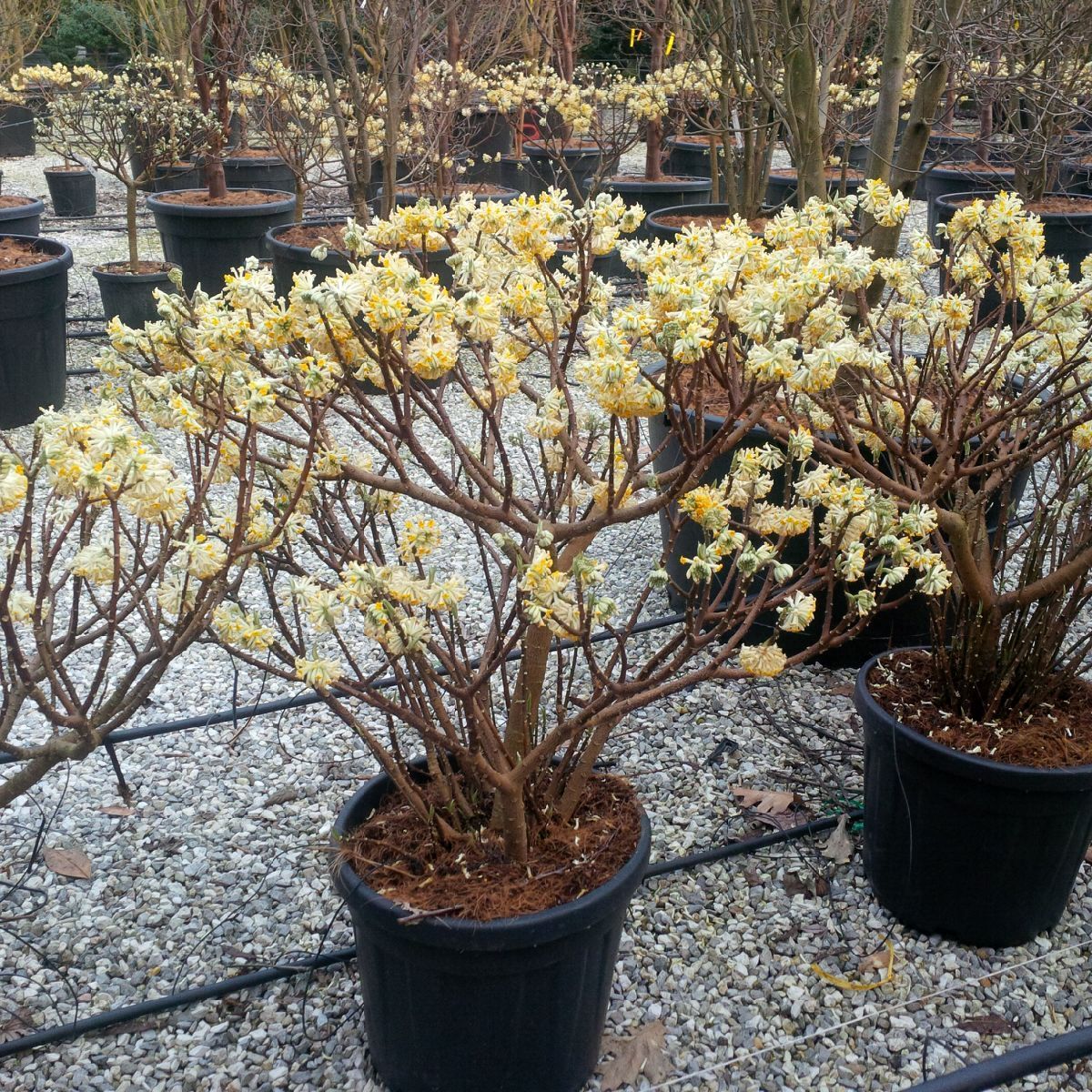 EDGEWORTHIA chrysantha