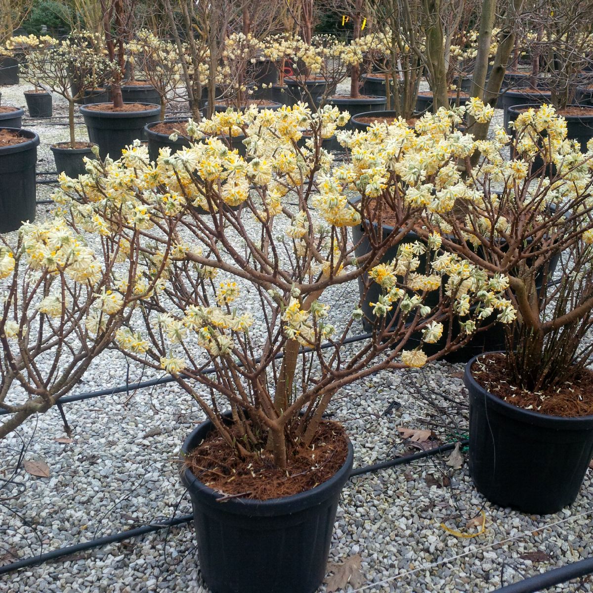 EDGEWORTHIA chrysantha