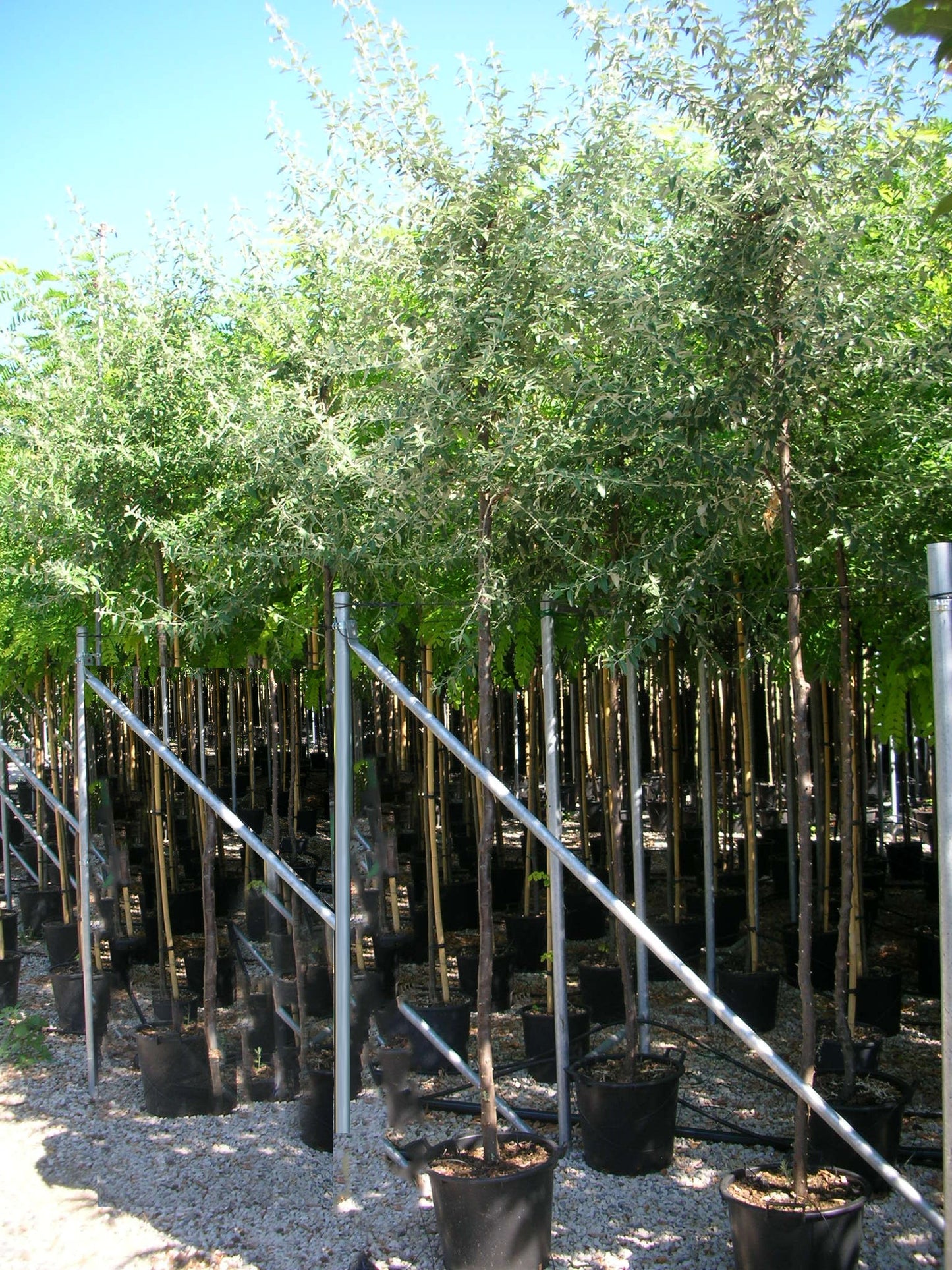 ELAEAGNUS angustifolia