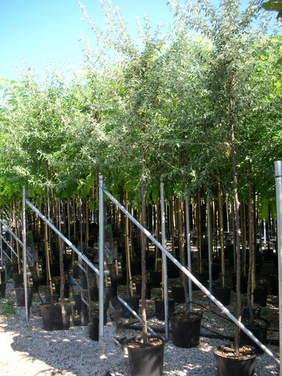ELAEAGNUS angustifolia