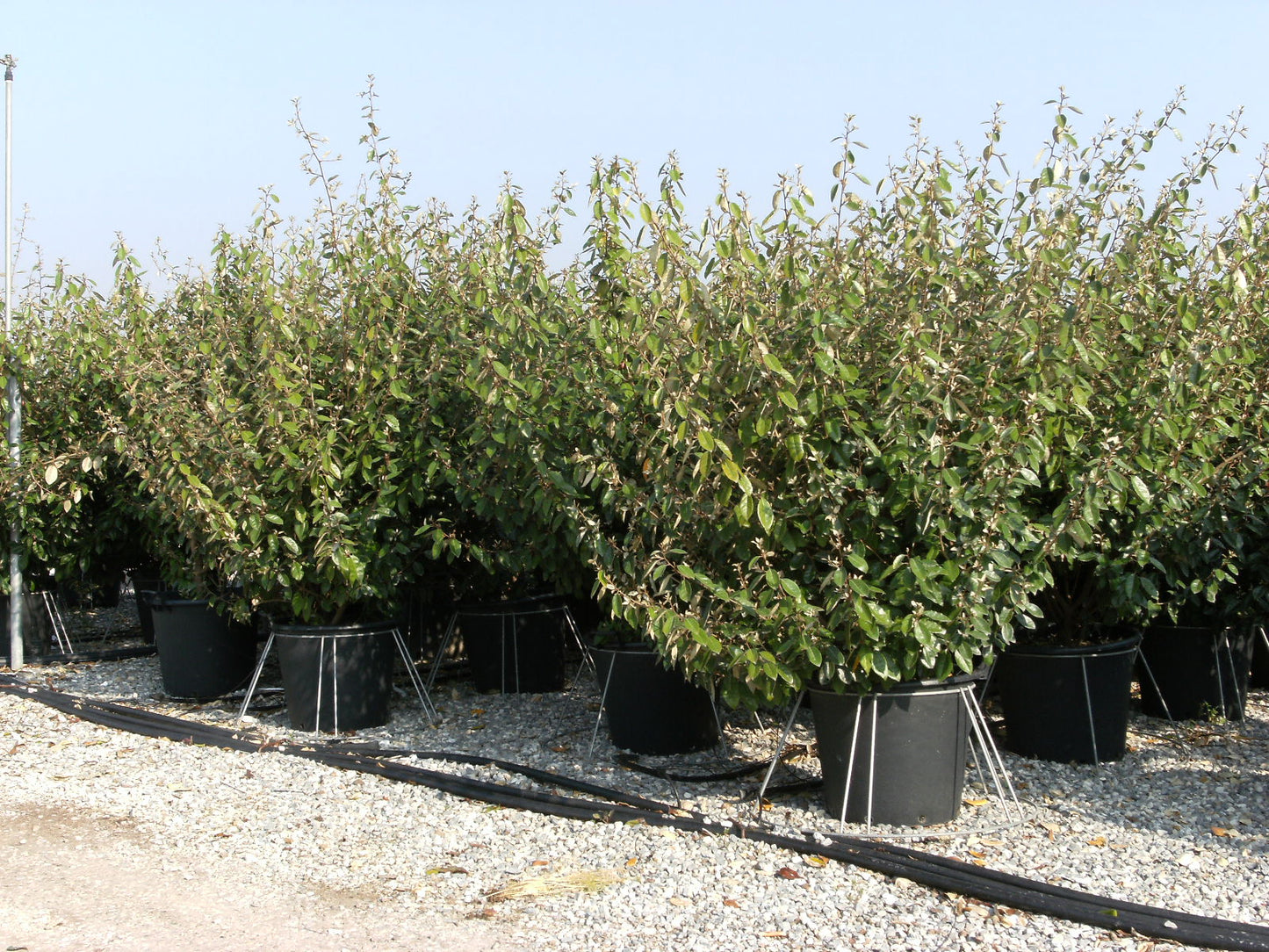ELAEAGNUS x ebbingei