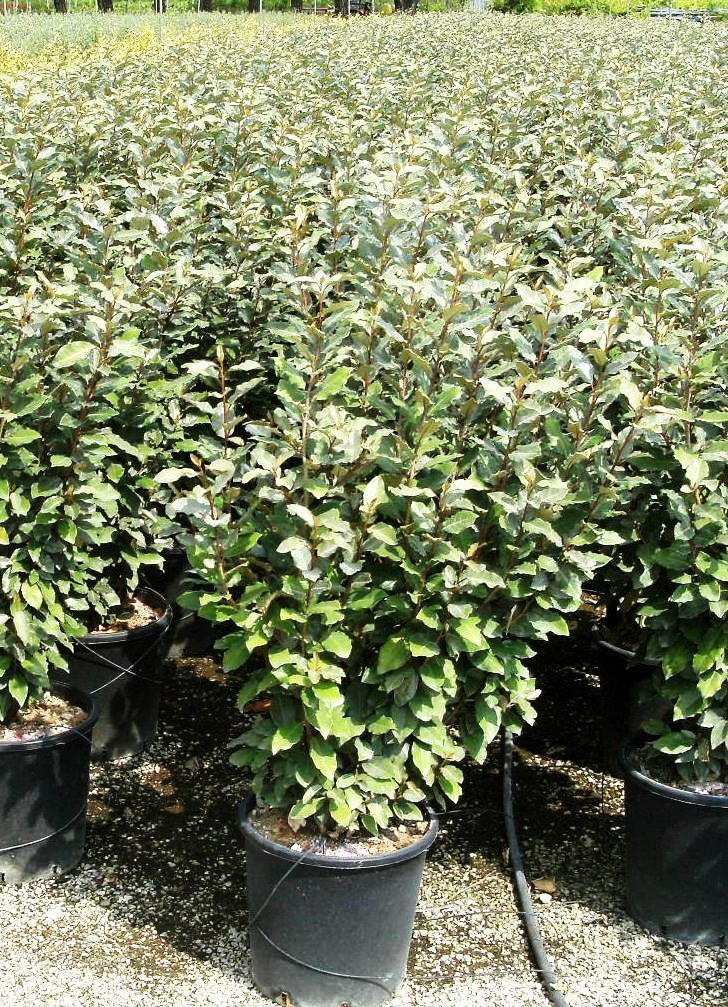 ELAEAGNUS x ebbingei 'Compacta'