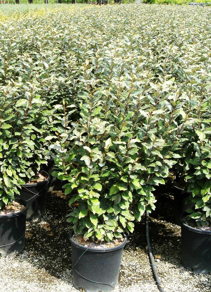 ELAEAGNUS x ebbingei 'Compacta'