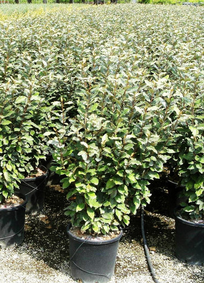 ELAEAGNUS x ebbingei 'Compacta'