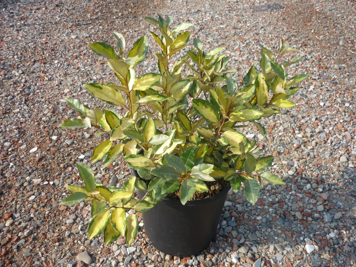ELAEAGNUS x ebbingei 'Eleador' ®