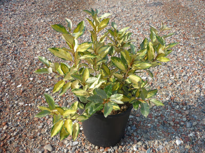 ELAEAGNUS x ebbingei 'Eleador' ®
