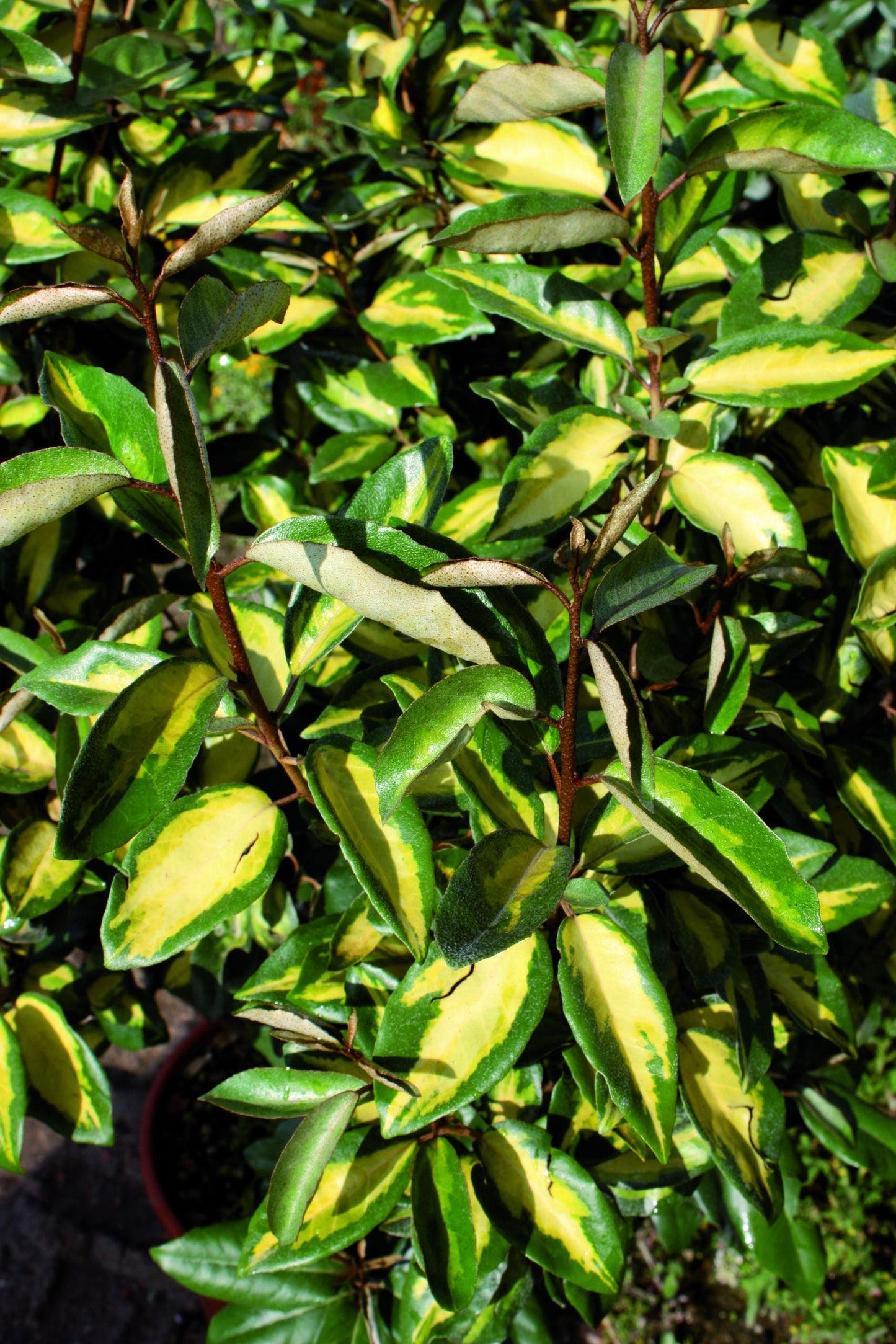 ELAEAGNUS x ebbingei 'Limelight'